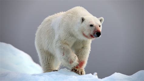 Terror On The Ice Two Horrifying Polar Bear Attacks Youtube