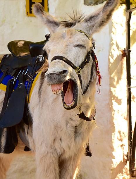 Best Donkey Teeth Stock Photos Pictures And Royalty Free Images Istock
