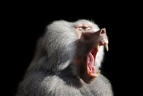 Baboon Wallpapers Wallpaper Cave