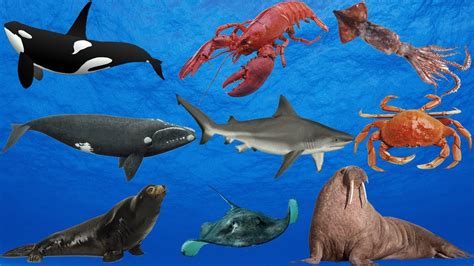 Top 137 Real Ocean Animals