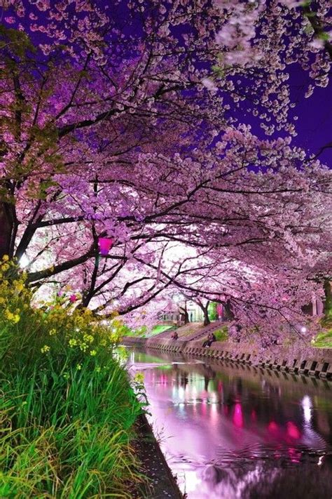 Cherry Blossom River Sakura Japan Beautiful Nature Beautiful