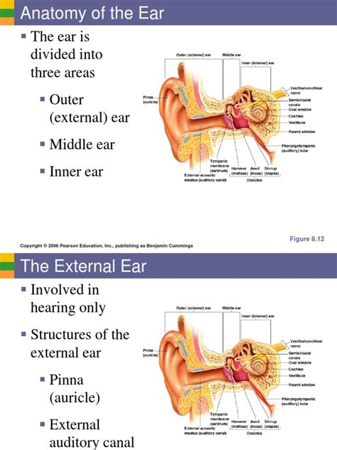 Ear Diagram Pearson Human Anatomy