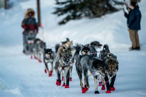 Norwegian Musher Wins Alaskas Iditarod Sled Dog Race The Seattle Times