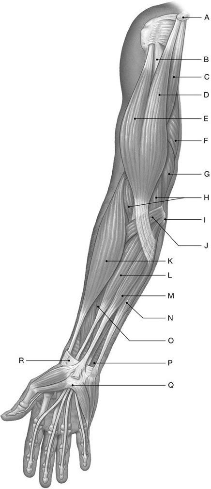 Superficial Muscles Anterior View Diagram Quizlet