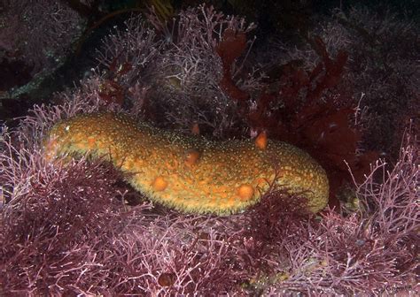 Warty Sea Cucumber Parastichopus Parvimensis Ds 160 And D Flickr