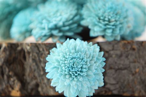 Turquoise Blue Zinnia Sola Flowers Set Of