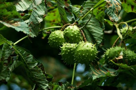Dieses wort ist die volkstümliche, zusammenfassende bezeichnung für die kastanie — (fagus castanea vesca) baum mit geradem stamm. Ein sommergrüner Schattenspender - Die Kastanie - Pflanzen ...