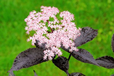 Auricularia sambucina * * * judasohr [ nach judas ischariot , der sich angeblich an einem holunderbaum erhängte. Holunderbaum schneiden - Tipps