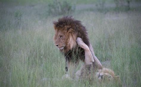 The Gay Lions Of Botswana The Luxury Spot