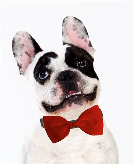 Red Dog Bow Tie Formal Bow Tie For Dogs Detachable Dog Bow Etsy