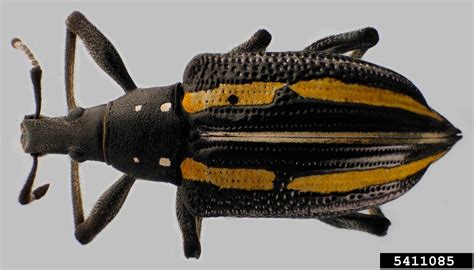 Exophthalmos (also called exophthalmus, exophthalmia, proptosis, or exorbitism). Jamaican fiddler weevil, Exophthalmus quadrivittatus ...