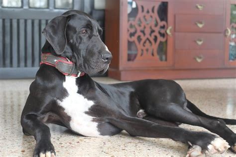 Great Dane Skin Problems Allergies Mites And Diseases Cuteness