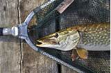 Pictures of Northern Pike Fishing In Wisconsin