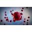 Virus Cells Under Microscope Motion Background  Storyblocks