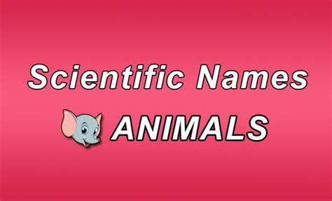 Top 197 Different Kinds Of Animals And Their Scientific Names