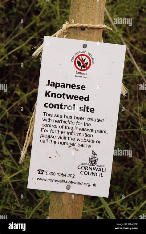 Japanese Knotweed Control Site Warning Sign In Cornwall England Uk