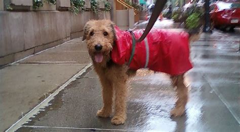 What To Do When Your Dog Hates The Rain