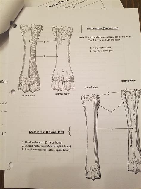 Metacarpal Bones Diagram Quizlet