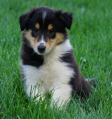 Akc Registered Lassie Collie For Sale Fredericksburg Oh Male Oscar