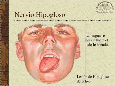 Ppt Nervios Espinal E Hipogloso Powerpoint Presentation Free