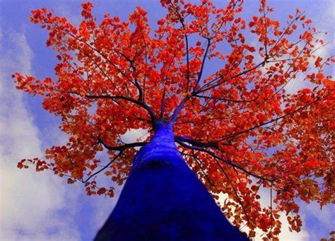 Check Out These Fields Of Stunning Bright Blue Living Trees That