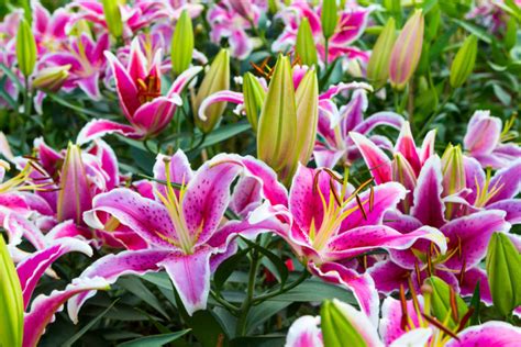 Types Of Lilies To Add To Your Garden Floraqueen En