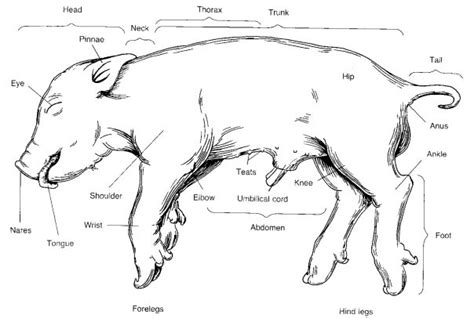 Biology External Anatomy Of A Pig Diagram Quizlet