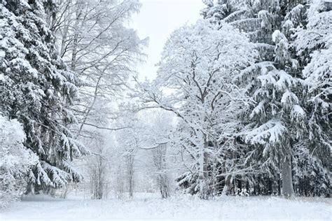Winter Wonderland Forest Landscape Stock Image Image Of Outdoors