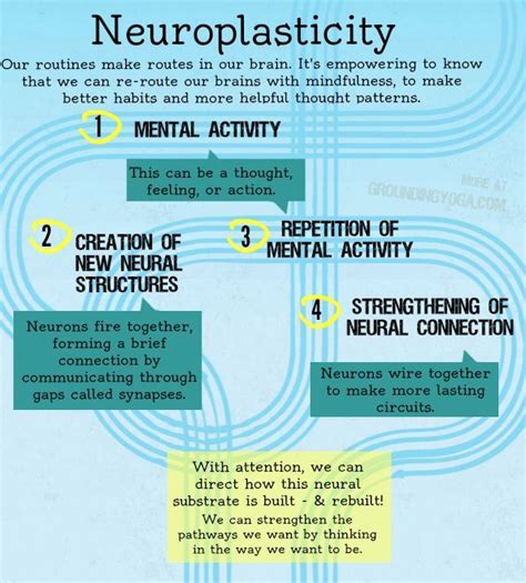 Neuroplasticity Simplified How To Habits Get Wired In The Brain And How
