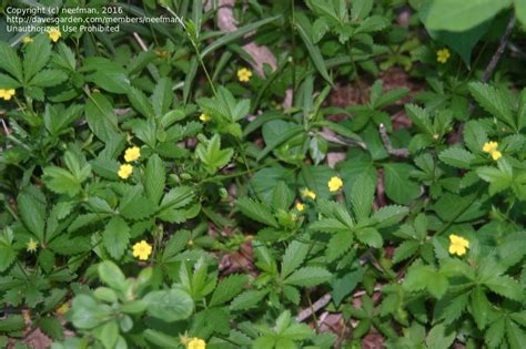 Plant Identification Closed Yellow Flowerserrated Leaves Id 1 By