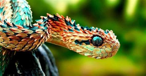 This Snake That Looks Like A Dragon Stays Away From Humans Trulymind
