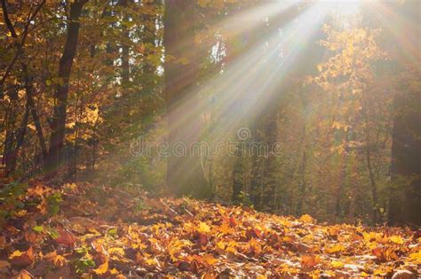 Colorful Autumn In The Park With Sun Rays Stock Image Image Of Colors