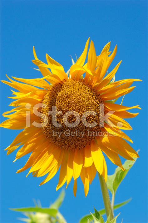 Sunflower Stock Photo Royalty Free Freeimages