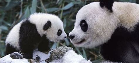 Very Cute Panda Enjoys The Snow Wiresmash