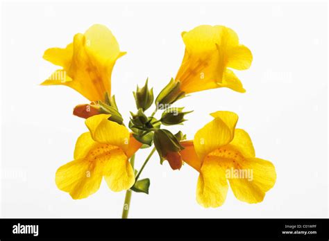 Yellow Monkey Flower Mimulus Luteus Stock Photo Alamy