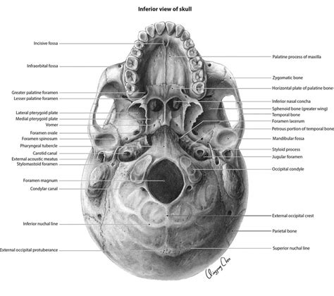 Qcvisual Portfolio Inferior View Of The Skull Qcvisual
