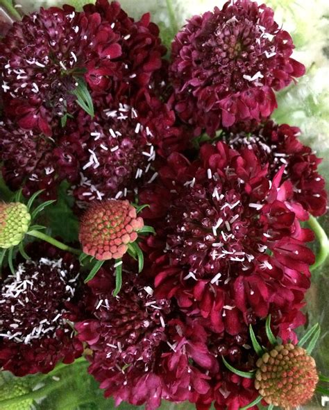 Red Scabiosa Spring Flowers Red Flowers Florist Supplies