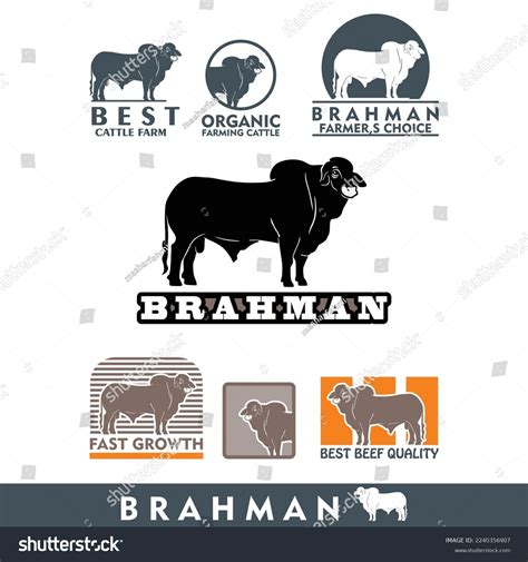 Brahman Cattle Bull Silhouette Great Bull Stock Vector Royalty Free