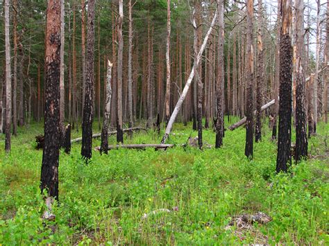 Fileboreal Pine Forest 5 Years After Fire 2011 07 Wikimedia Commons