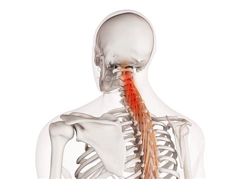 Spine • Best Orthopedic Doctors And Surgeons In Nj Nj Bone And Joint