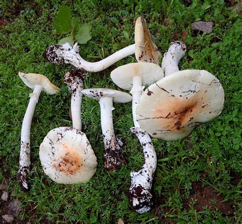 Poisonous Mushrooms California All Mushroom Info
