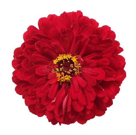 Red Zinnia Flower Stock Image Image Of Closeup Flora 142539875