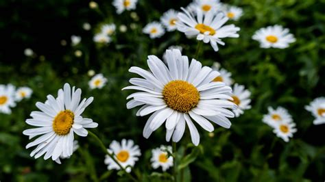 Download Wallpaper 1366x768 Bloom White Daisy Flowers Flora Tablet