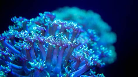 Closeup Image Of Blue Anemone Growing And Living On Sea Coral Reef