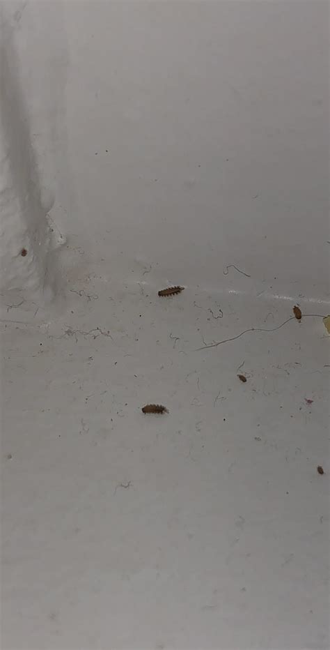 I Am Finding These Tiny Bugs Around The Window In My Room 1mm Big