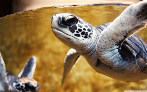 Turtle Hd Wallpaper Background Image 2560x1600