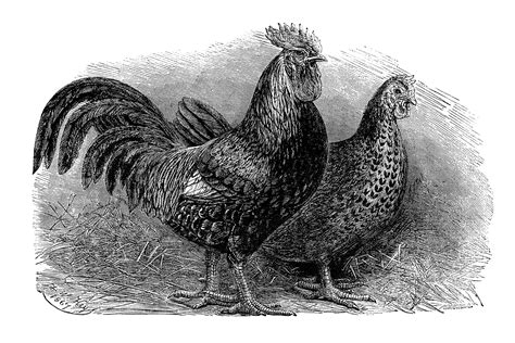 Rooster Hen Dorkings ~ Free Vintage Clip Art Old Design