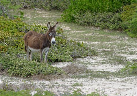 Wild Burros Stock Photos Pictures And Royalty Free Images Istock