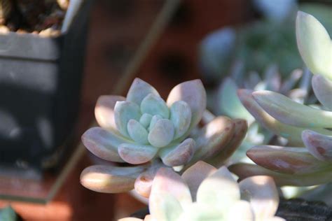 Plus, in addition to getting the name of your succulents, you'll also get the amazing course which teaches you how to help your succulents thrive! Succulent from my garden Malaysia | Succulents, Cactus ...