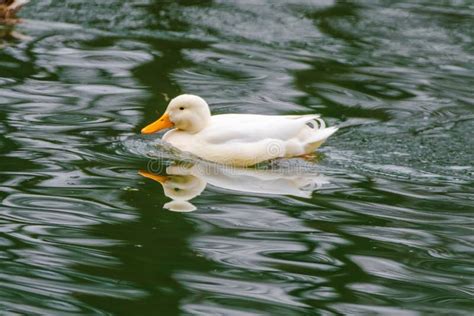 Wild Duck Swimming In Lakewater Birds Stock Photo Image Of